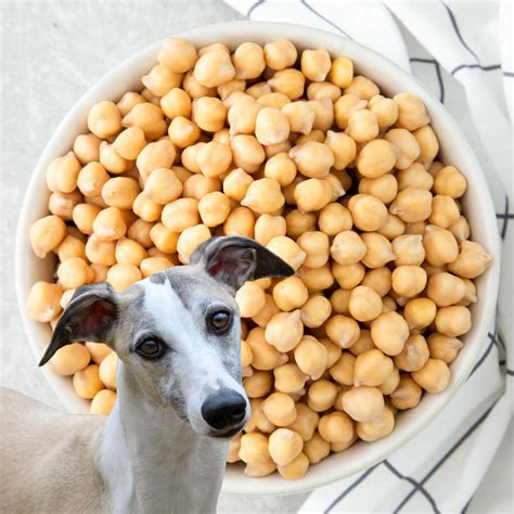 Chickpeas for dogs. Things To Know About Chickpeas for dogs. 
